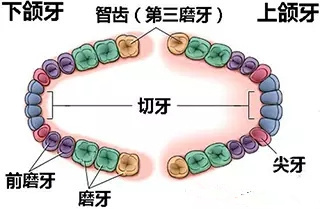 牙齒分布圖片