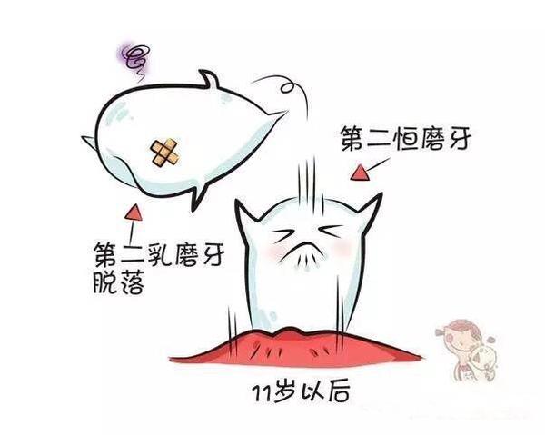 寶寶牙齒是如何發育的？寶寶牙齒發育的小秘密