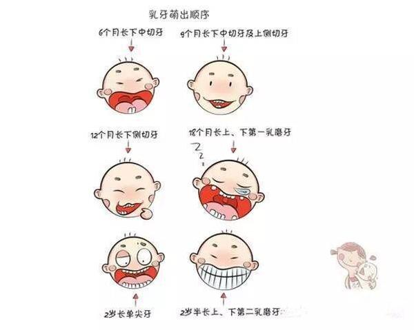 寶寶牙齒是如何發育的？寶寶牙齒發育的小秘密