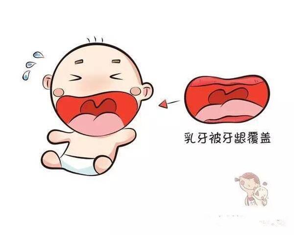 寶寶牙齒是如何發育的？寶寶牙齒發育的小秘密