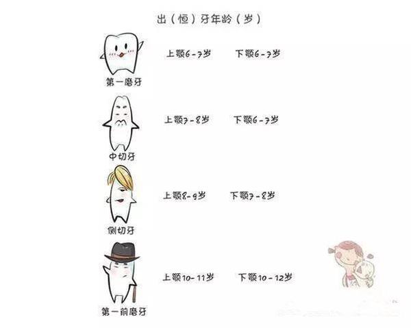 寶寶牙齒是如何發育的？寶寶牙齒發育的小秘密