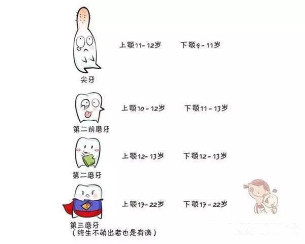 寶寶牙齒是如何發育的？寶寶牙齒發育的小秘密