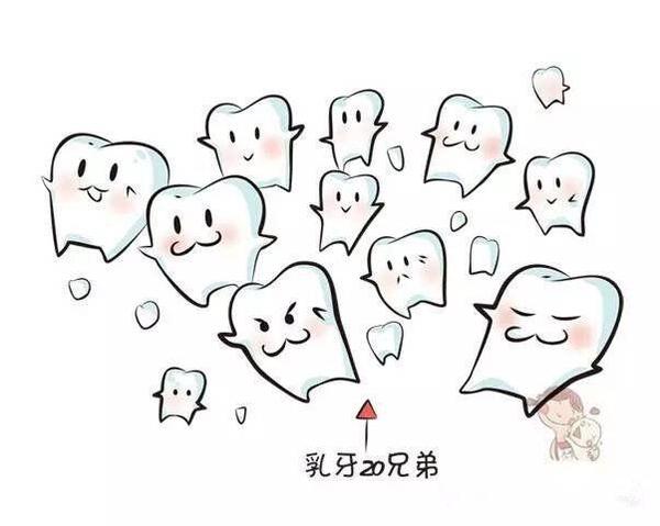 寶寶牙齒是如何發育的？寶寶牙齒發育的小秘密