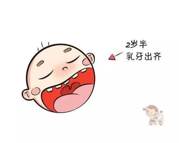 寶寶牙齒是如何發育的？寶寶牙齒發育的小秘密
