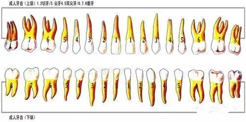 做了根管治療的牙齒是不是必須做烤瓷牙冠？