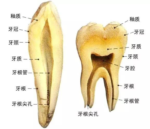 洗牙前必須了解的事情！