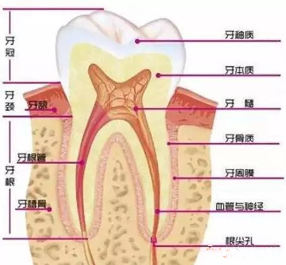牙齦出血，你怕了嗎？