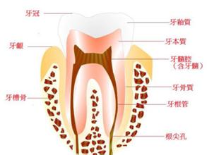 根管治療多少錢