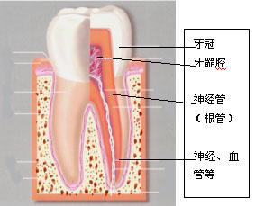 抽牙神經好不好