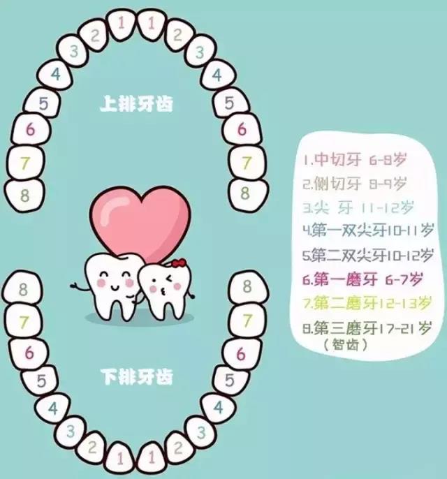 兒(er) 童換牙時間