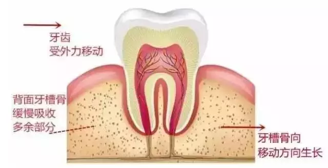 成年人矯正要幾年