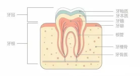 牙齒矯正會(hui) 導致牙齒鬆動嗎