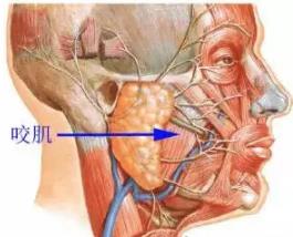 牙齒矯正會(hui) 有牙套臉嗎