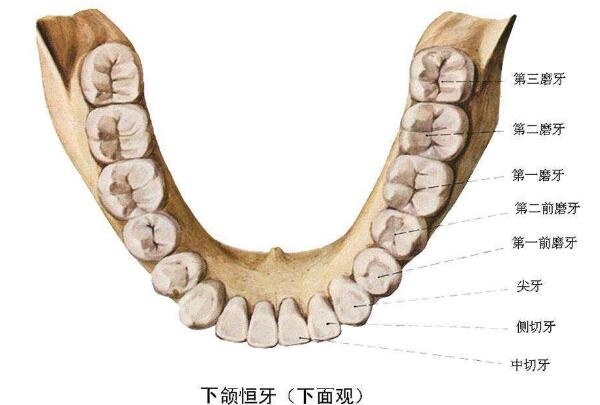 孩子換牙後擁擠