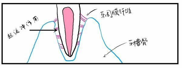 牙齒鬆動了吃什麽(me) 藥