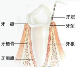 外傷(shang) 造成的牙齒鬆動