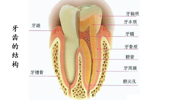 牙齒基本結構