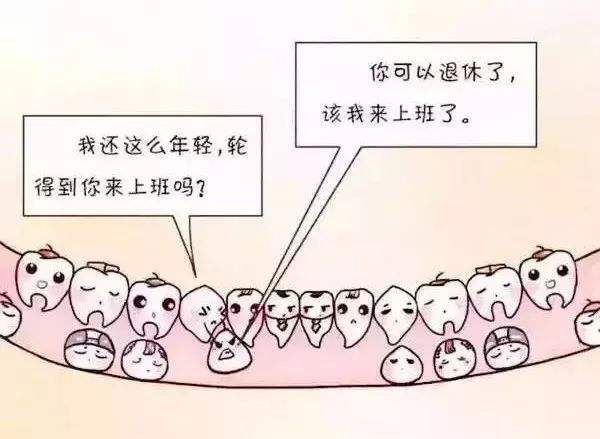 換牙期間的乳牙和恒牙