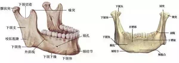 臉型骨架