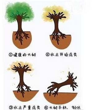 牙齒和牙槽骨就像樹木與(yu) 土壤