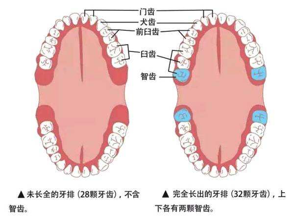 智齒的位置