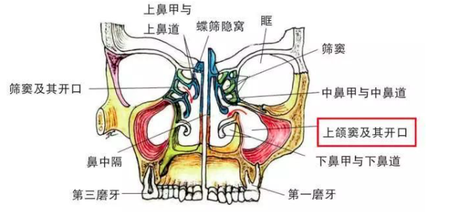 上頜竇位置
