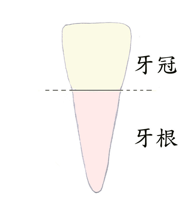 牙冠和牙根