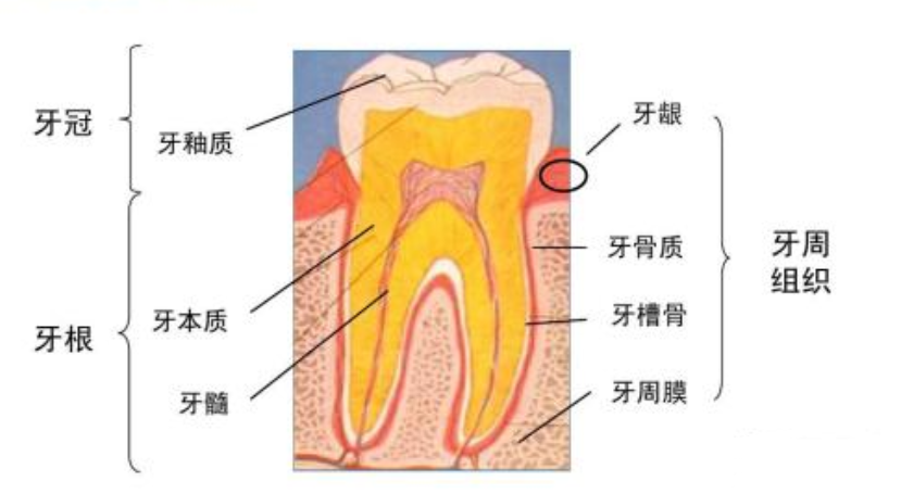 牙齒