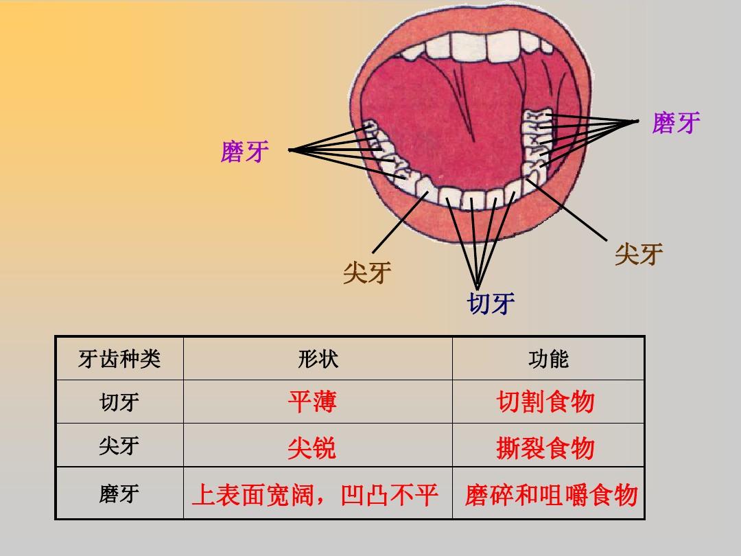 牙齒功能和作用
