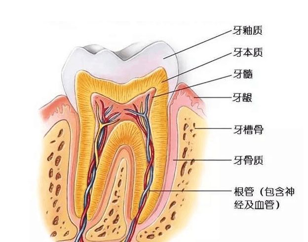 牙齒結構圖
