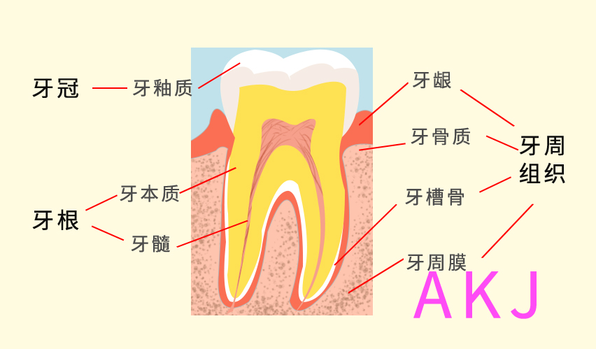 牙齒介紹